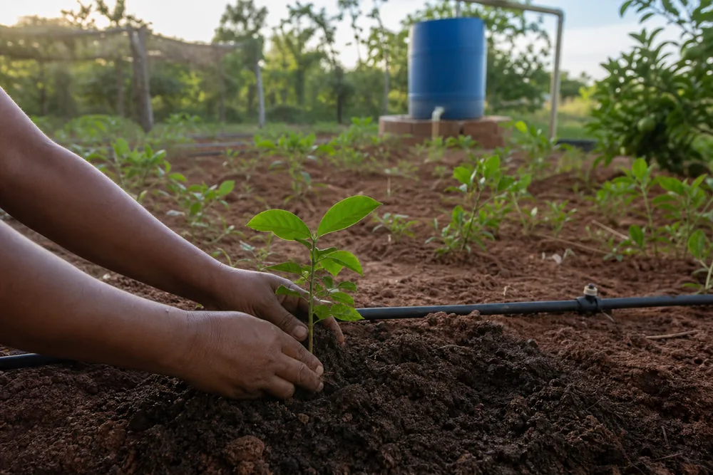Mãos plantando uma muda junto a sistema simples de irrigação rural